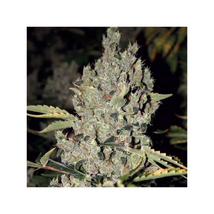 Dutch Passion Strawberry Cough