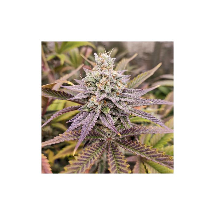 Dutch Passion Sugar Bomb Punch