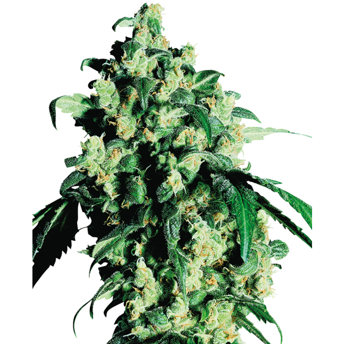 SENSI SEEDS Super Skunk