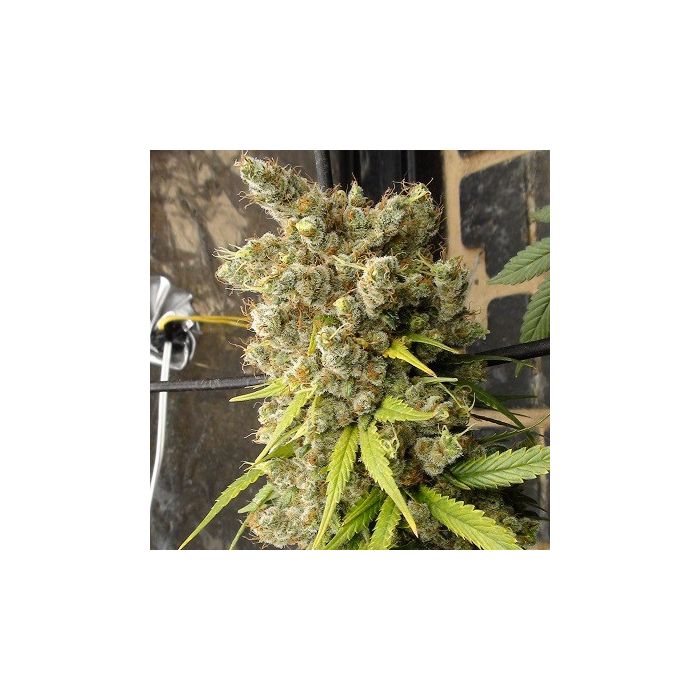 ACE Seeds Super Malawi Haze