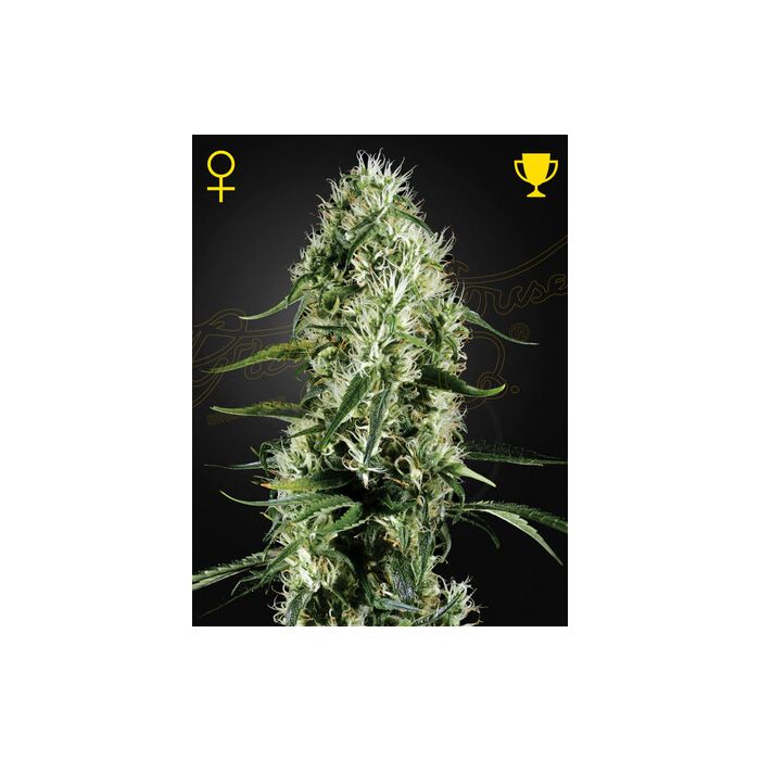 GREEN HOUSE SEEDS Super Silver Haze