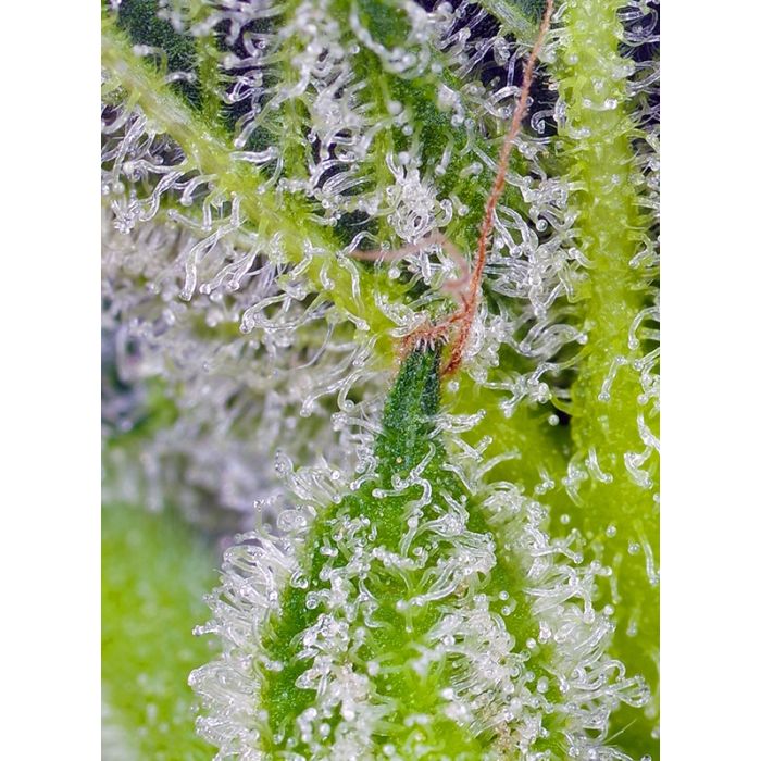 Sweet Seeds Sweet Mandarine Zkittlez XL Auto