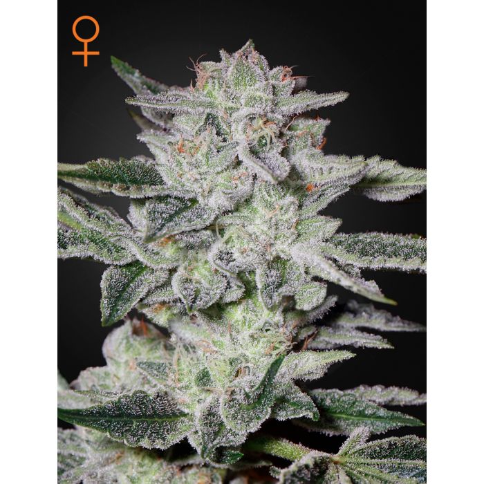 Green House Seeds Sweet Valley Kush