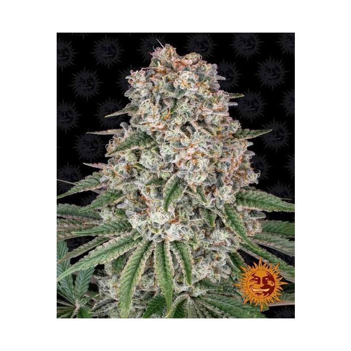 BARNEY´S FARM Tropicanna Banana