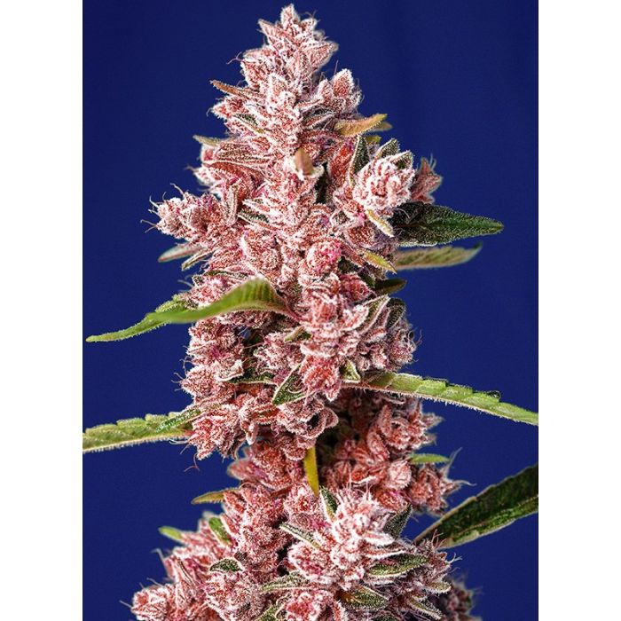 SWEET SEEDS Tropicana Poison F1 Fast version