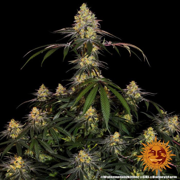 Barney´s Farm Watermelon Zkittlez