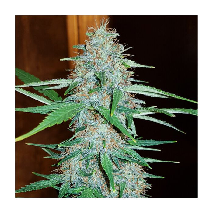 ROYAL QUEEN SEEDS White Widow