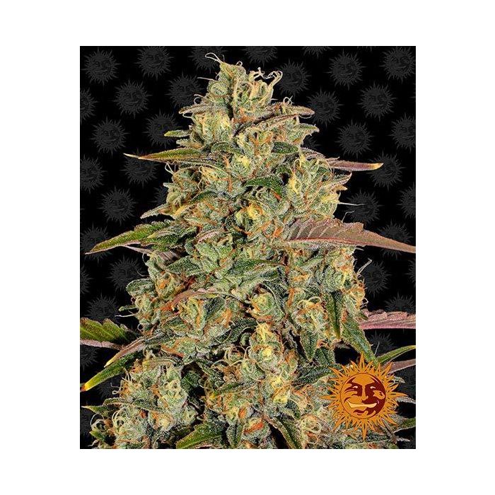 BARNEY´S FARM  Amnesia Lemon