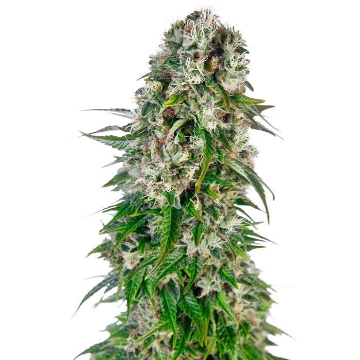 Sensi Seeds Big Bud Automatic