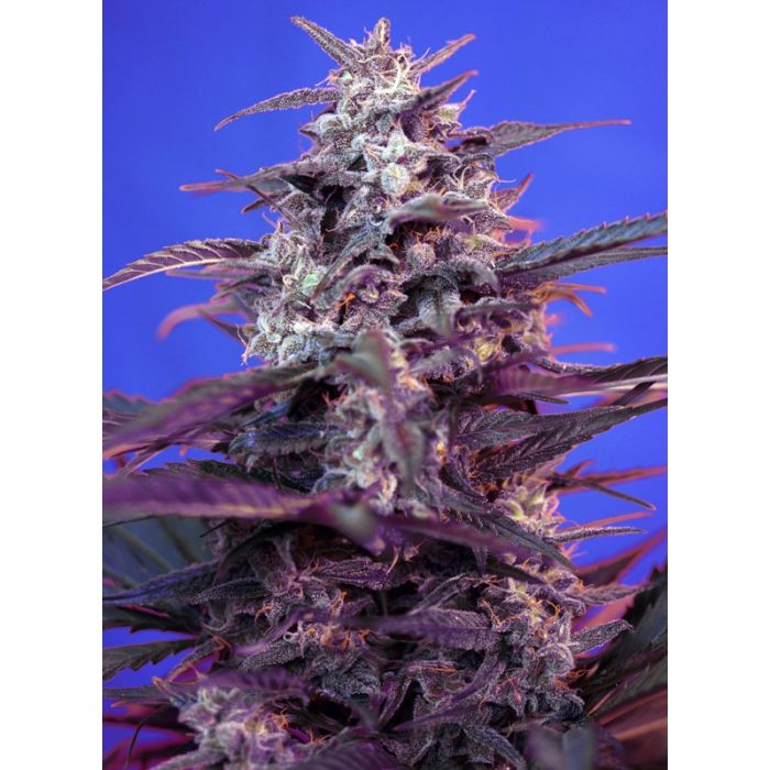 SWEET SEEDS Blody Skunk Auto