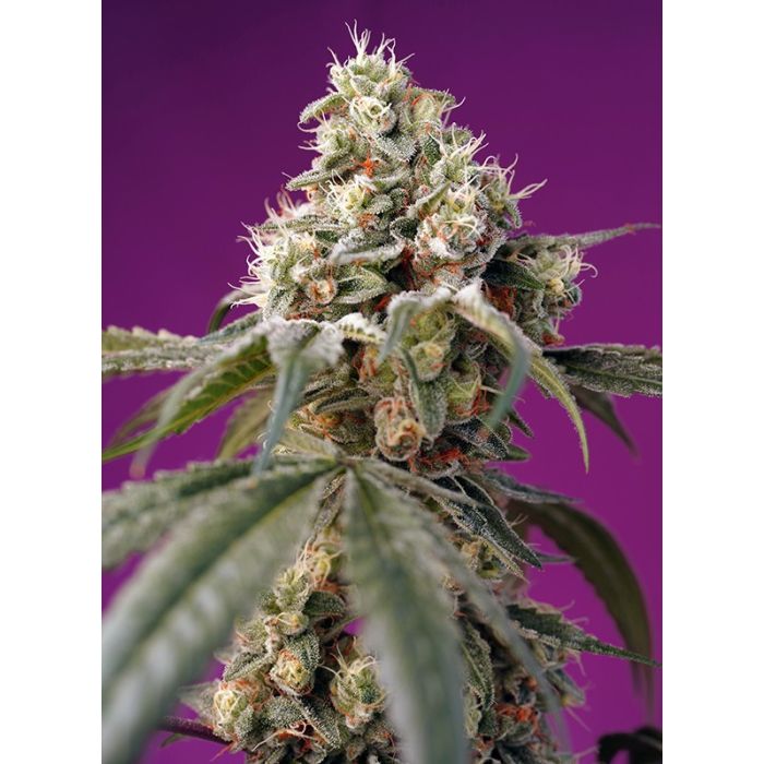 Sweet Seeds Bruce Banner Auto