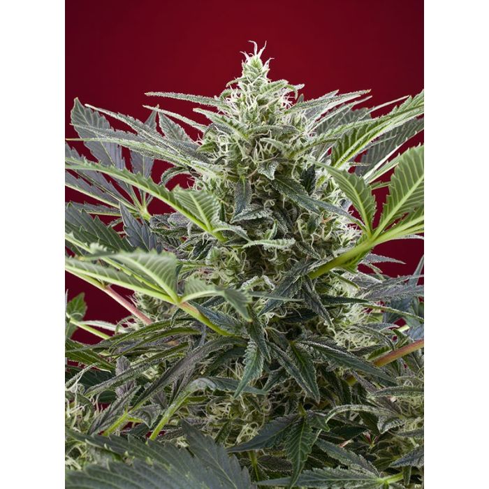 SWEET SEEDS Cream 47