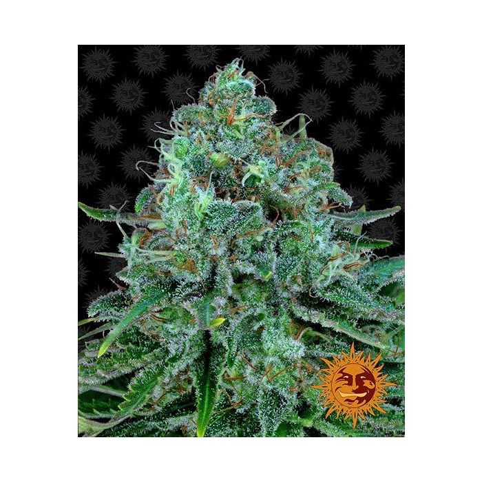 BARNEY´S FARM Critical Kush