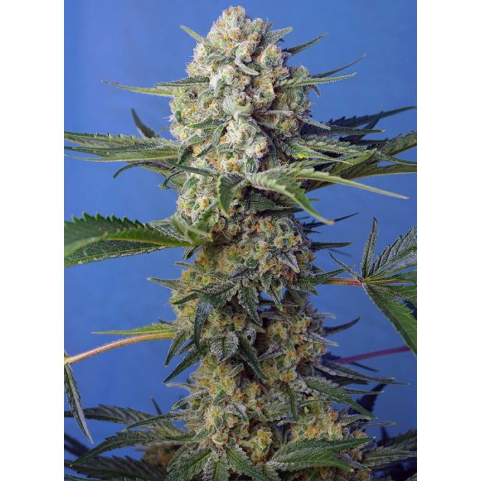 SWEET SEEDS Crystal Candy F1 