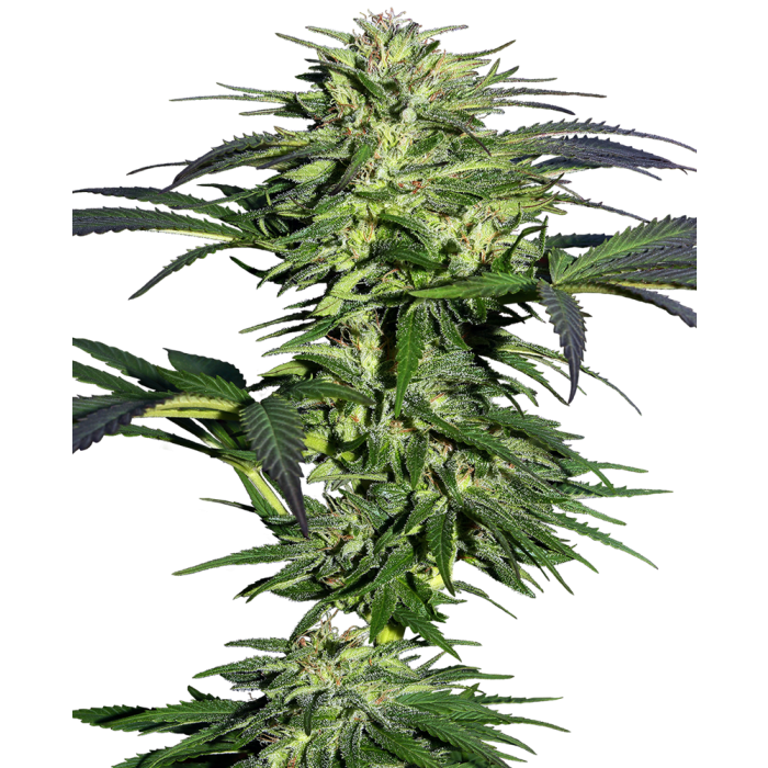 Sensi Seeds Durban