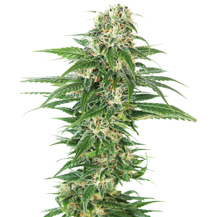 Sensi Seeds Early Skunk Automatic