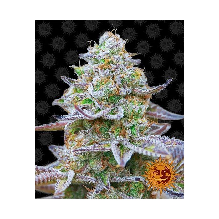 BARNEY´S FARM Gorilla Zkittles