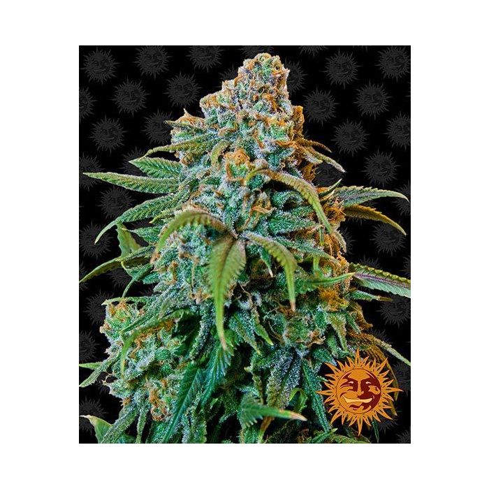 BARNEY´S FARM Liberty Haze