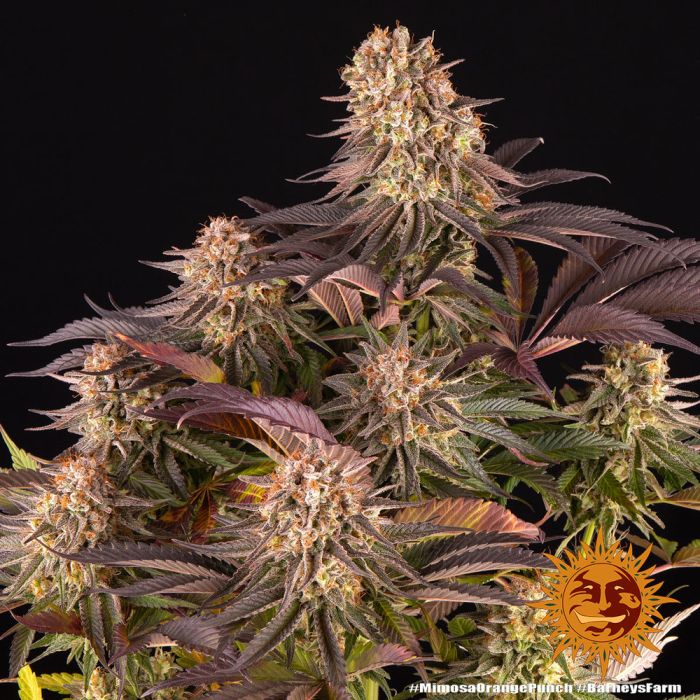 Barney´s Farm Mimosa x Orange punch