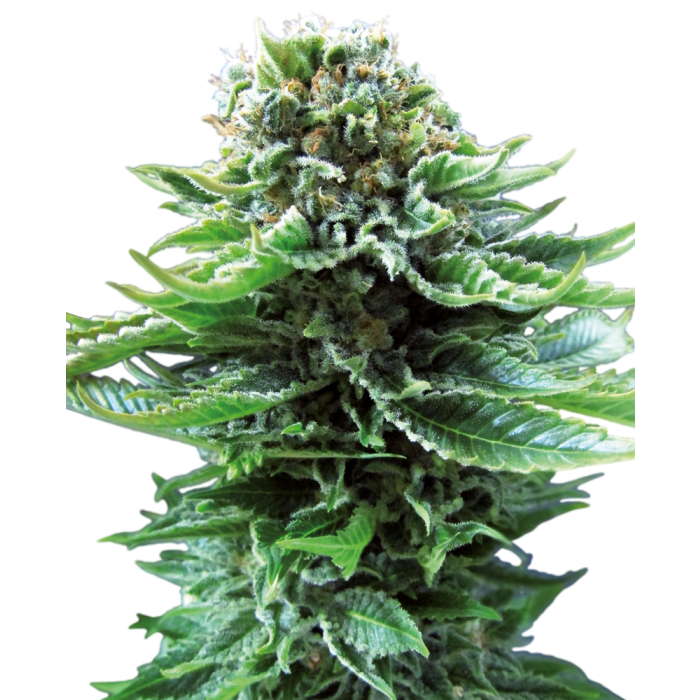 Sensi Seeds Northern Lights Automatic