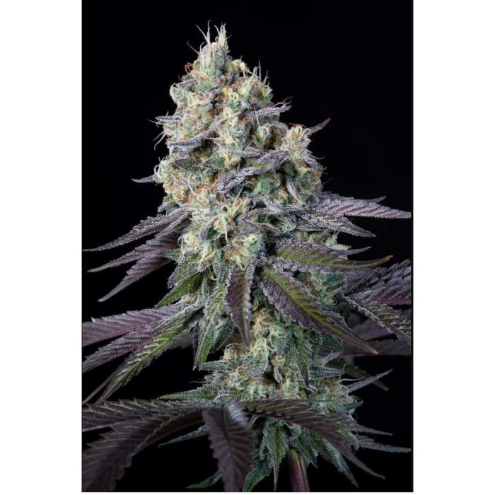 Paradise Seeds Purple Mints