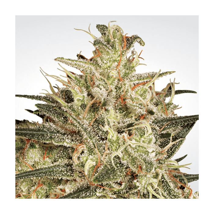 Paradise Seeds Atomical Haze