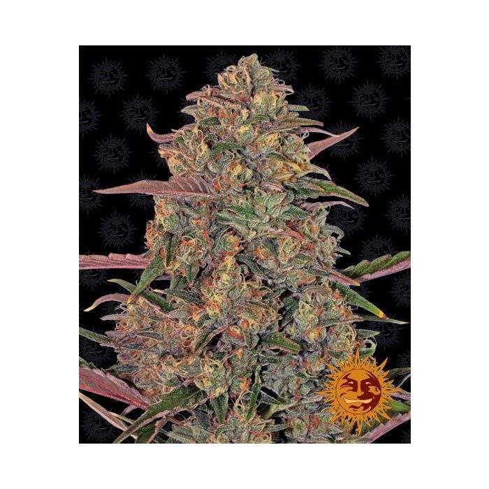 BARNEY`S FARM Pineapple Chunk