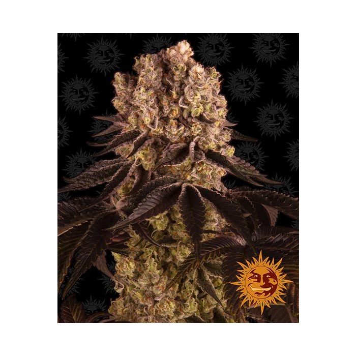 BARNEY´S FARM Purple Punch