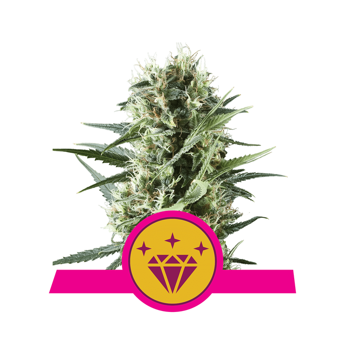 ROYAL QUEEN SEEDS Special Kush 1