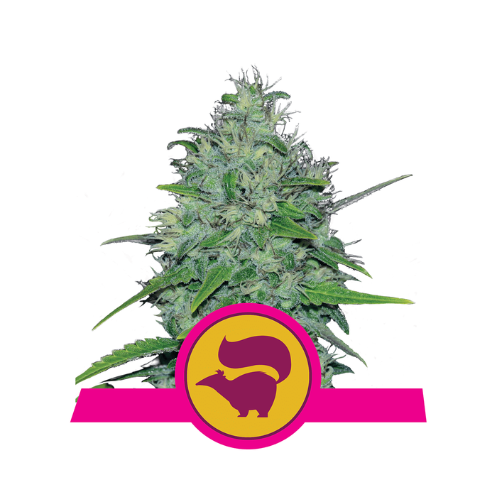 ROYAL QUEEN SEEDS Skunk XL