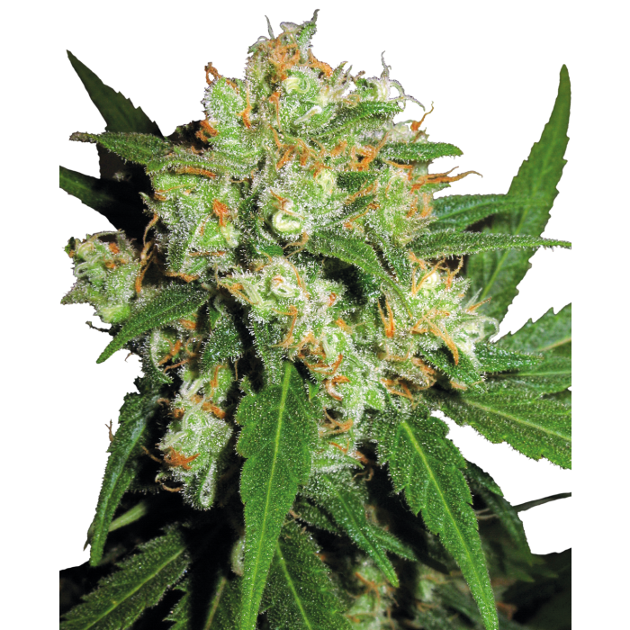 SENSI SEEDS Sensi Skunk