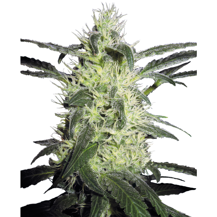 SENSI SEEDS Silver Haze