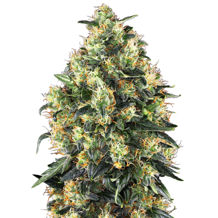 Sensi Seeds Super Skunk Automatic