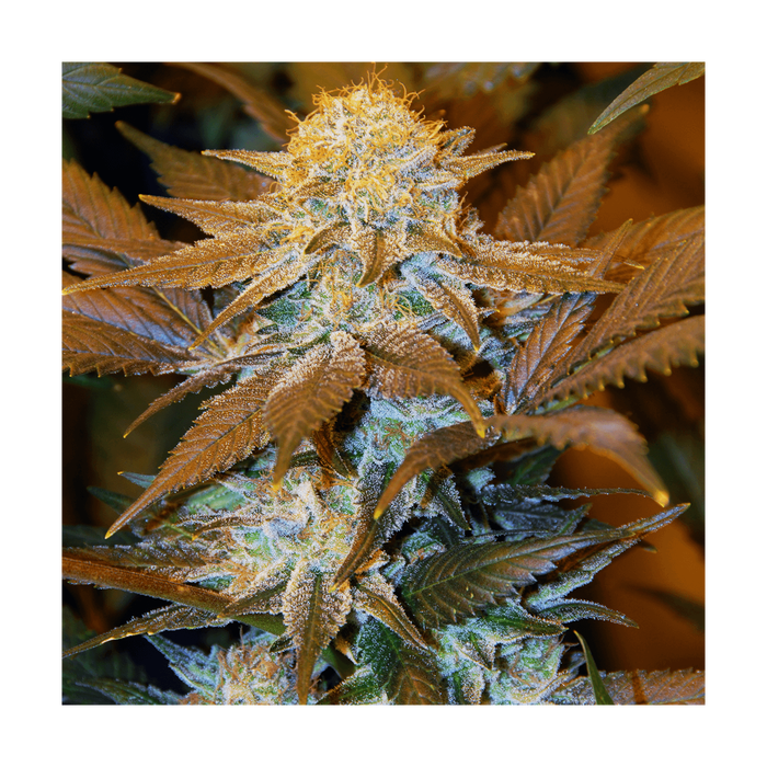 T.H. SEEDS Critical HOG