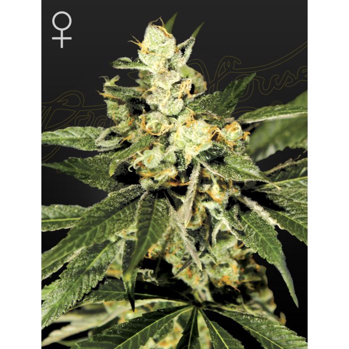 Green House Seeds Trainwreck