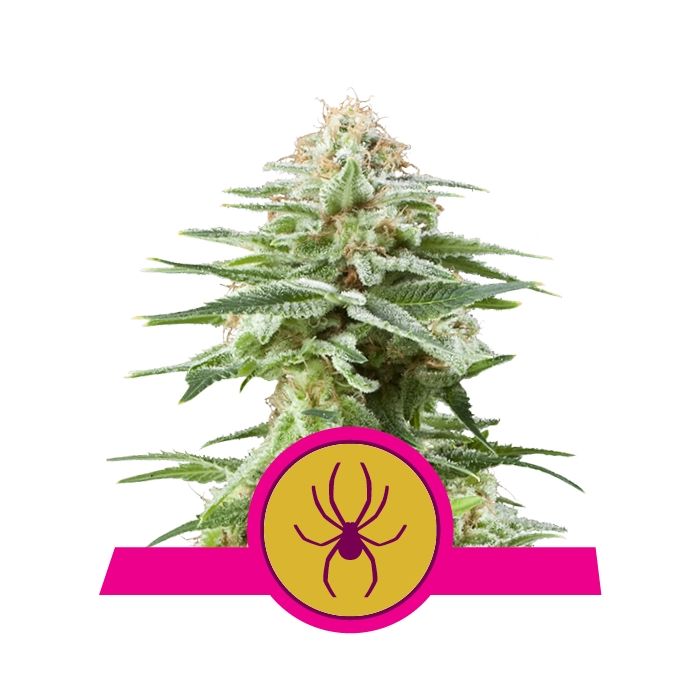 ROYAL QUEEN SEEDS White Widow