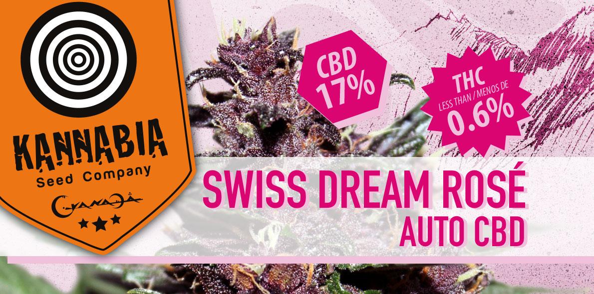Swiss Dream Rosé, eine Traumsorte... sagen Züchter!